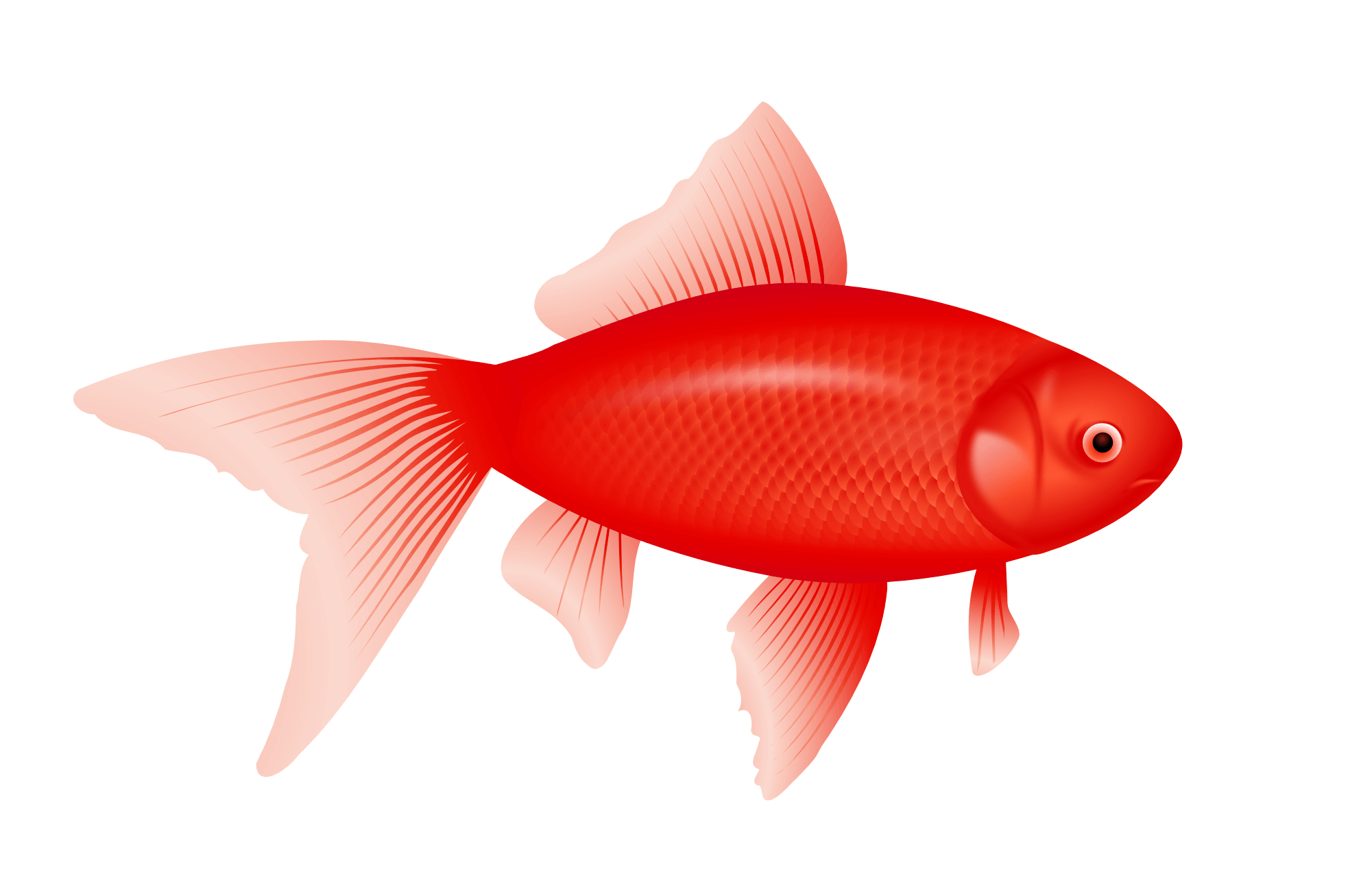 Red Fish Png Image Transparent PNG Image