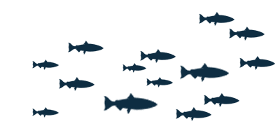 School Of Fish Transparent Background Transparent PNG Image