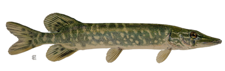 Real Fish Picture Transparent PNG Image