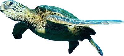 Ocean Fish Free Download Transparent PNG Image