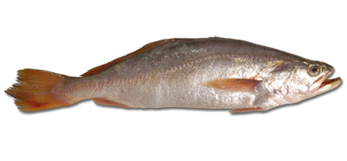 Real Fish Transparent PNG Image