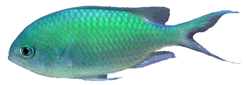 Ocean Fish Transparent Transparent PNG Image