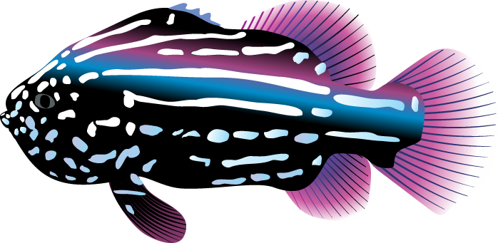 Ocean Fish Transparent Transparent PNG Image