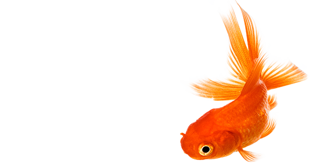 Real Fish Photos Transparent PNG Image