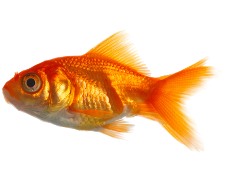 Real Fish Image Transparent PNG Image