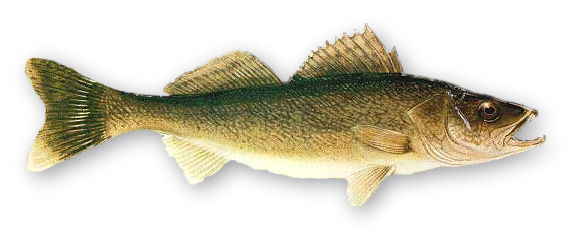 Real Fish Photo Transparent PNG Image