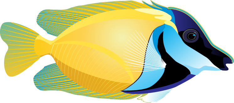 Ocean Fish Picture Transparent PNG Image