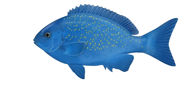 Ocean Fish Photos Transparent PNG Image