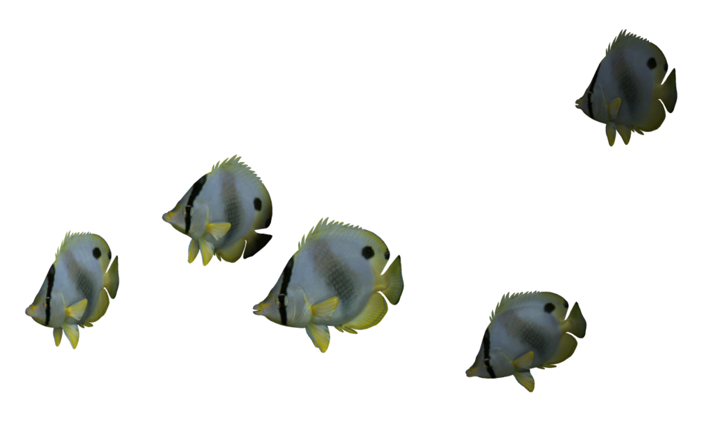 Ocean Fish File Transparent PNG Image