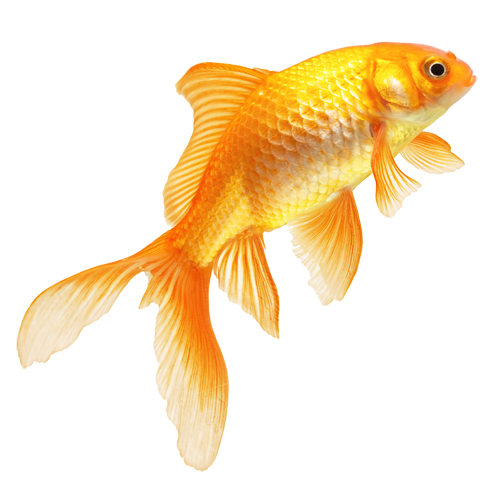 Real Fish Transparent Image Transparent PNG Image