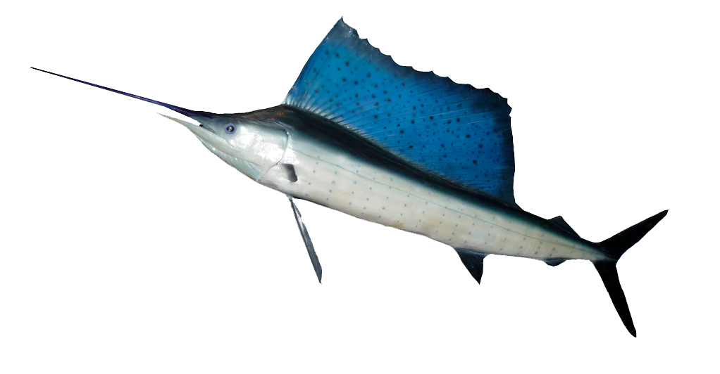 Ocean Fish Hd Transparent PNG Image