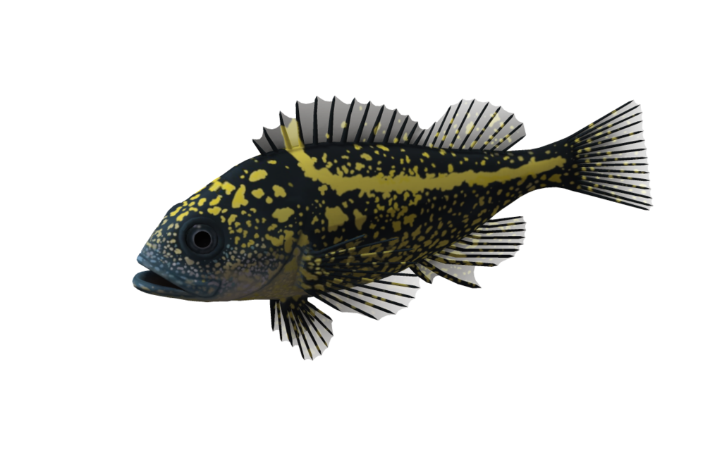 Ocean Fish Transparent PNG Image