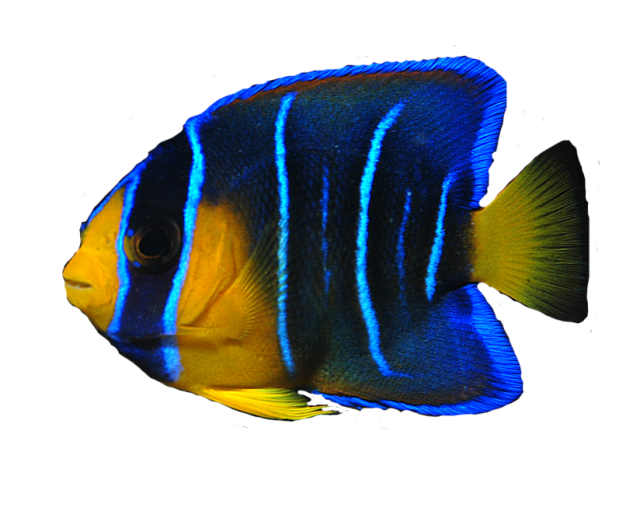 Ocean Fish Transparent Image Transparent PNG Image