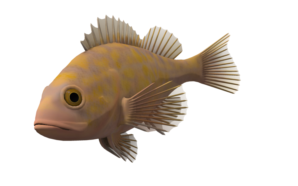 Ocean Fish Transparent Background Transparent PNG Image