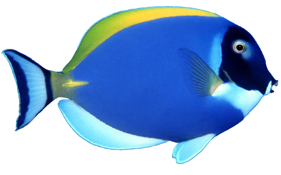 School Of Fish File Transparent PNG Image