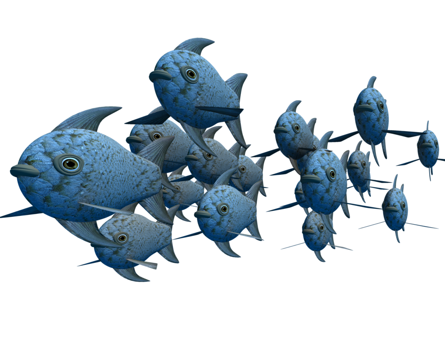 School Of Fish Photos Transparent PNG Image