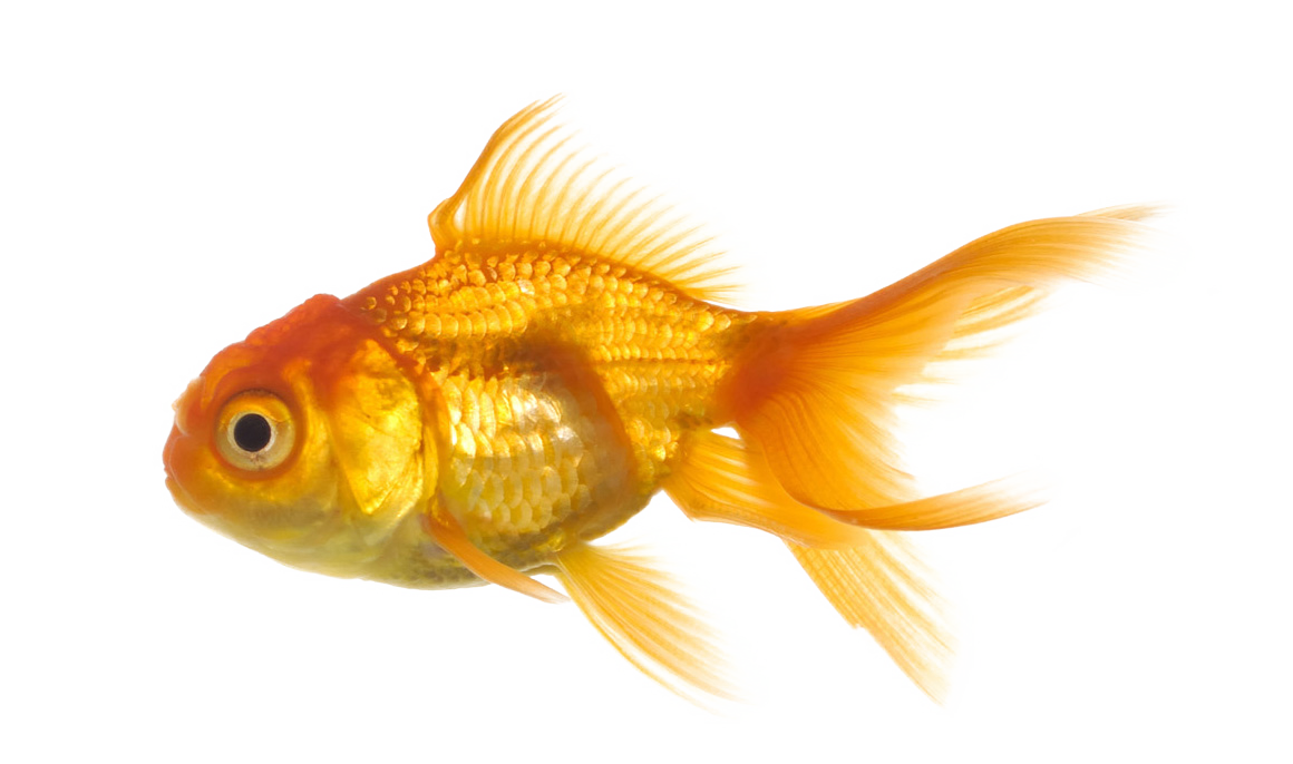 Real Fish Transparent Background Transparent PNG Image