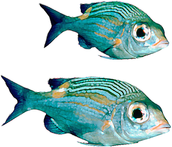 Real Fish File Transparent PNG Image