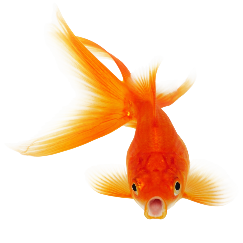 Real Fish Clipart Transparent PNG Image