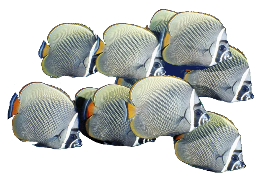 School Of Fish Free Download Transparent PNG Image