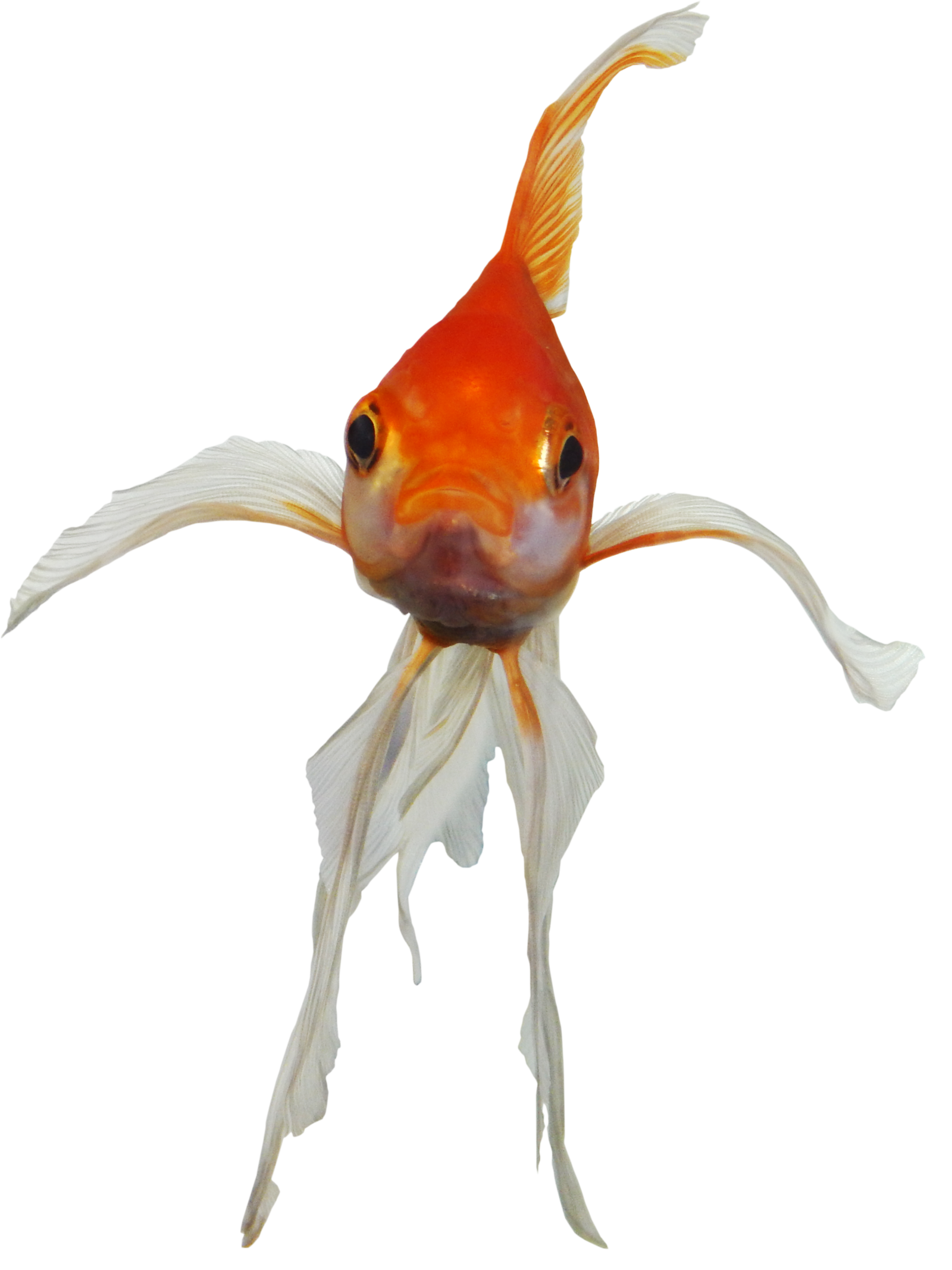 Real Fish Transparent Transparent PNG Image