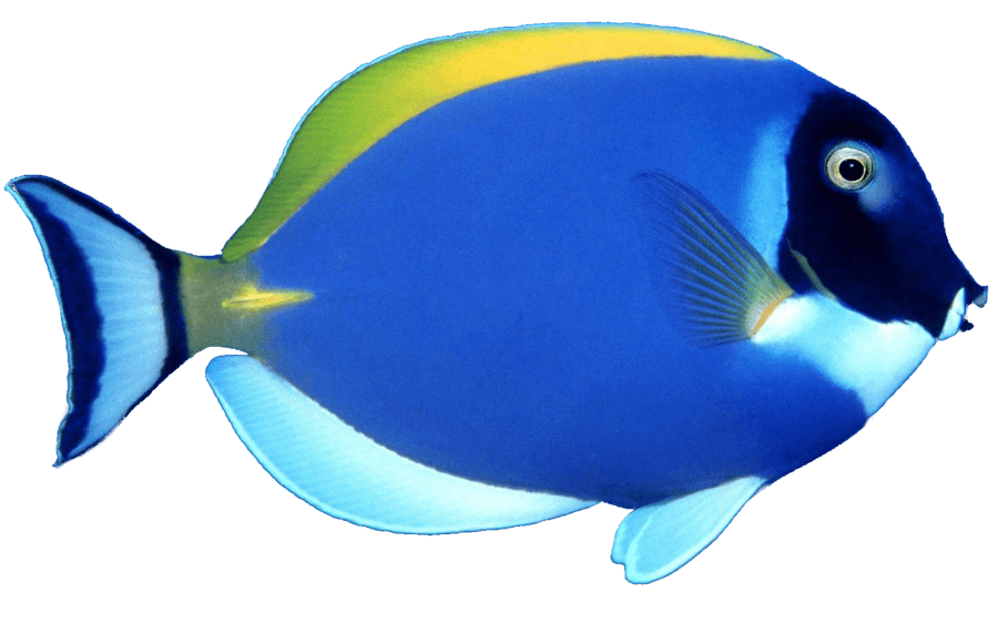 Blue Fish Png Image Transparent PNG Image