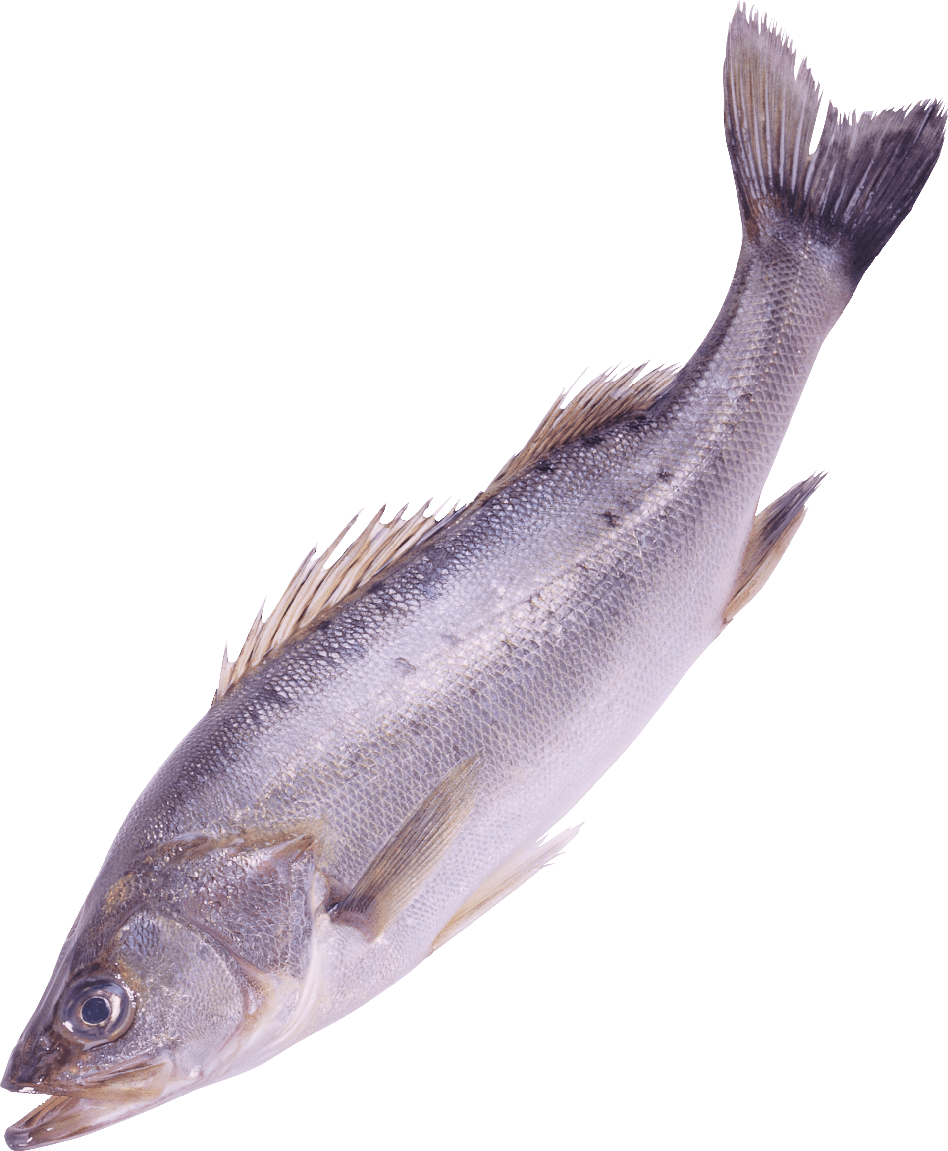 Fish Png Image Transparent PNG Image