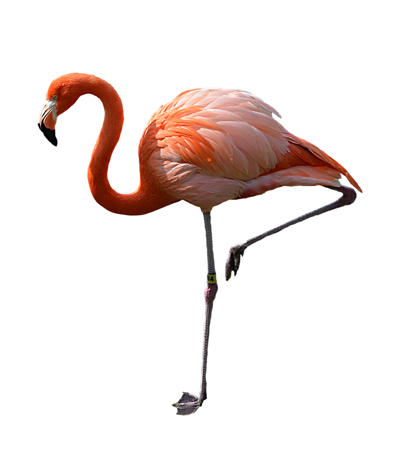 Flamingo Png Pic Transparent PNG Image