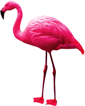 Flamingo Png Picture Transparent PNG Image