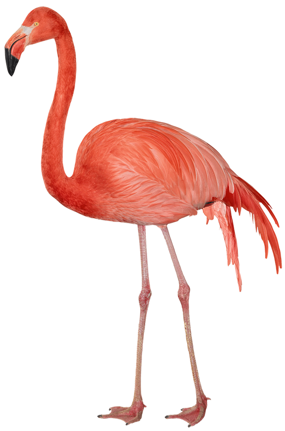 Flamingo Free Png Image Transparent PNG Image