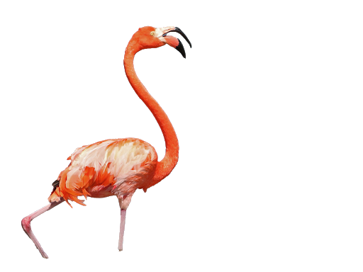 Vector Tropical Flamingo Bird Free Download Image Transparent PNG Image