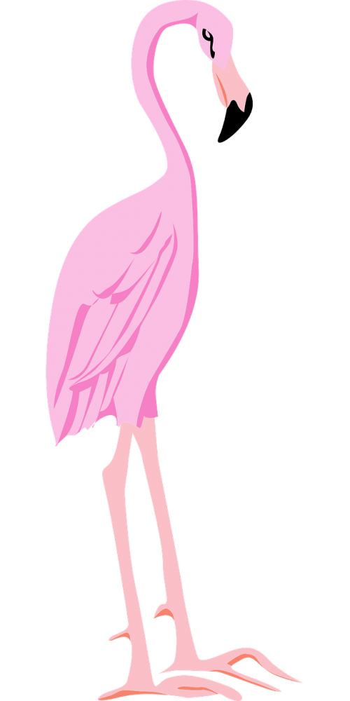 Pink Flamingo Bird Vector PNG Download Free Transparent PNG Image