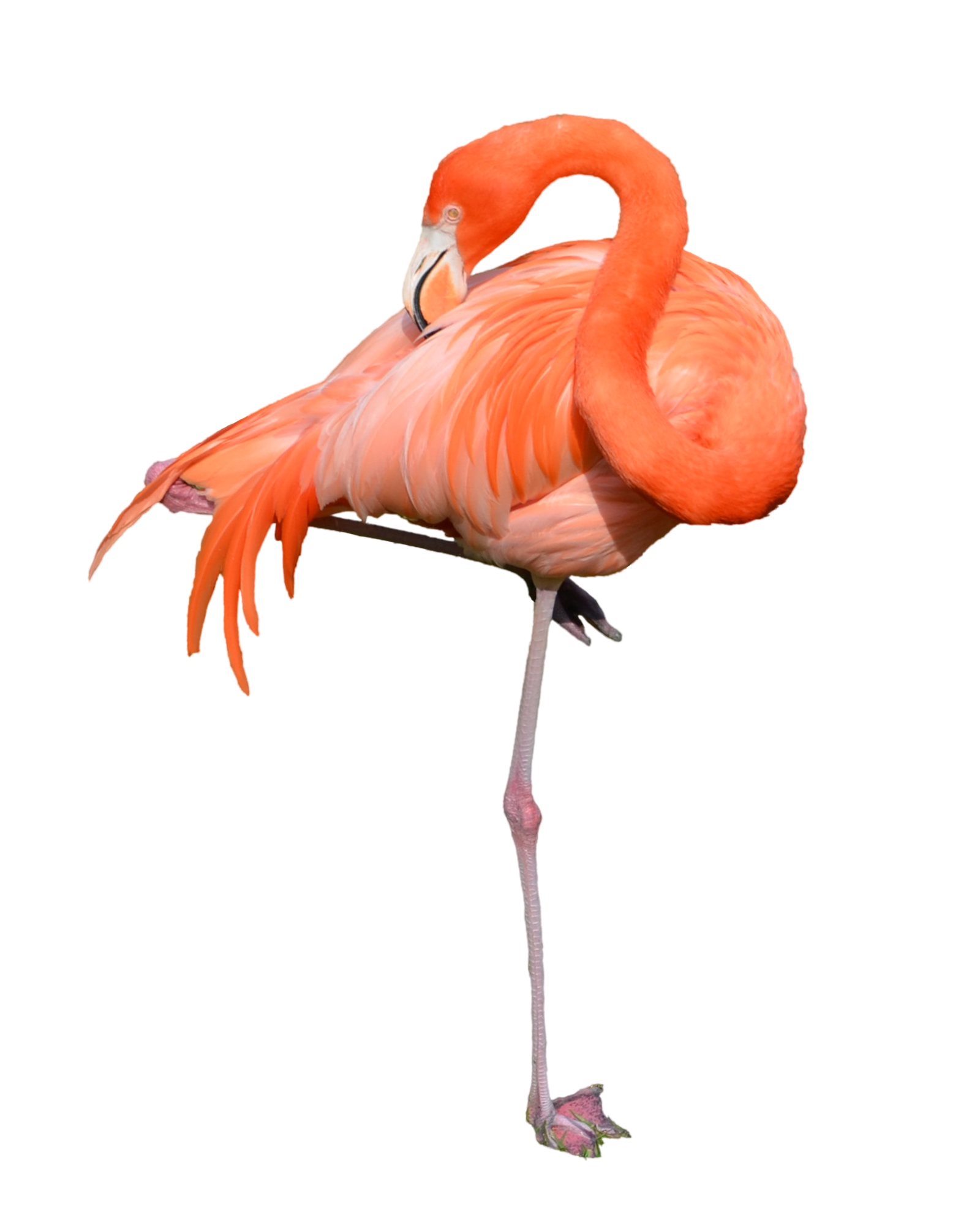 Flamingo Free Download Png Transparent PNG Image