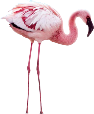 Flamingo Png File Transparent PNG Image