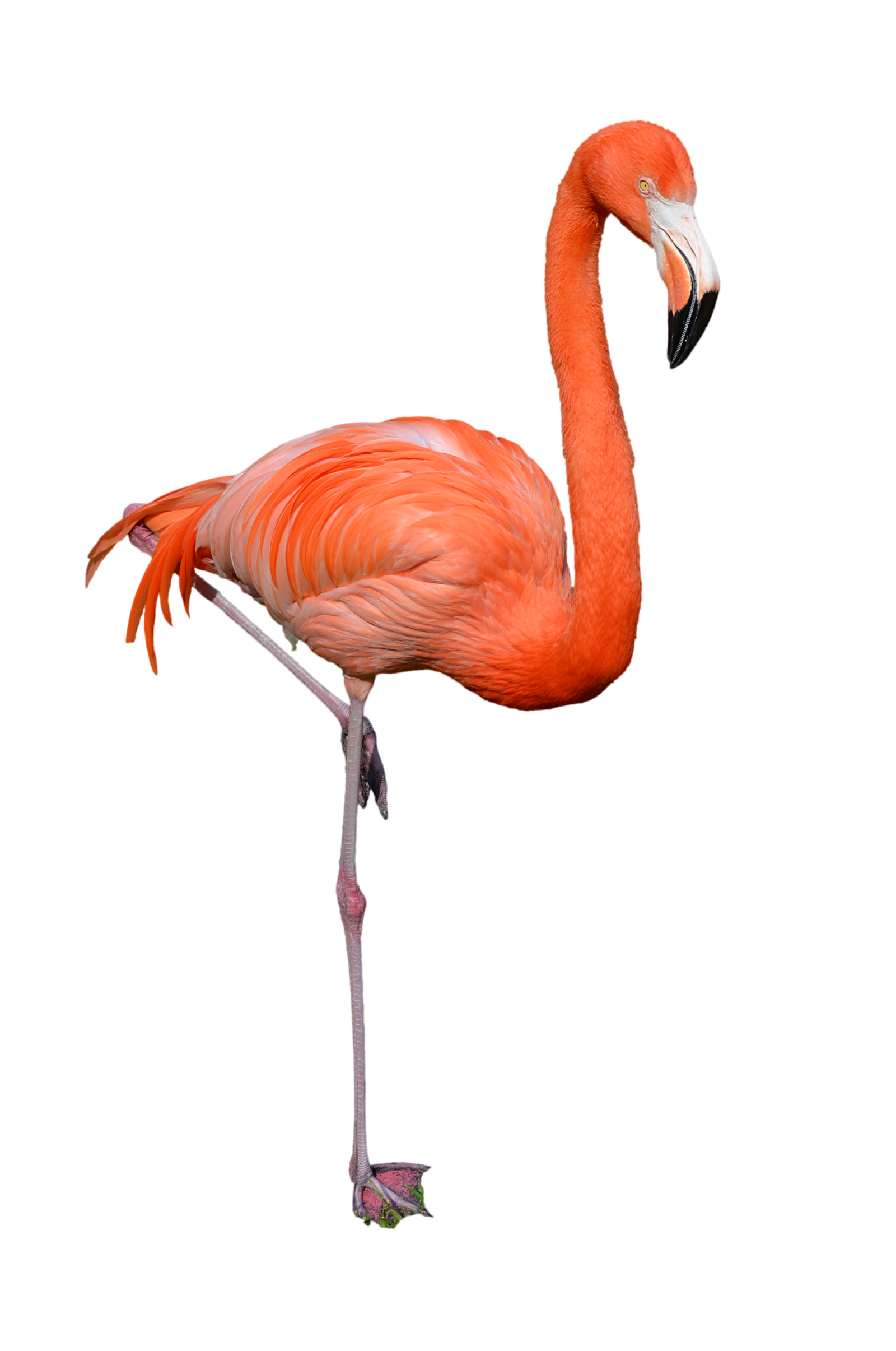 Flamingo Png Clipart Transparent PNG Image