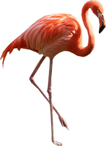 Flamingo Png Image Transparent PNG Image