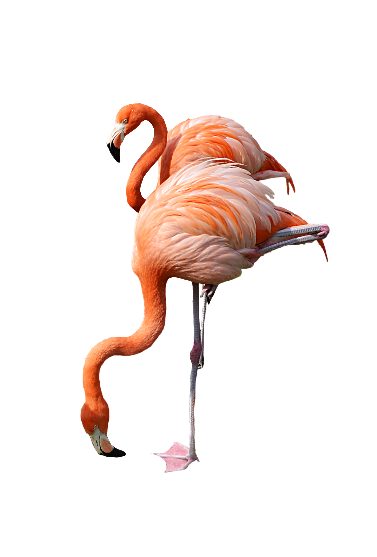 Flamingo Png Transparent PNG Image