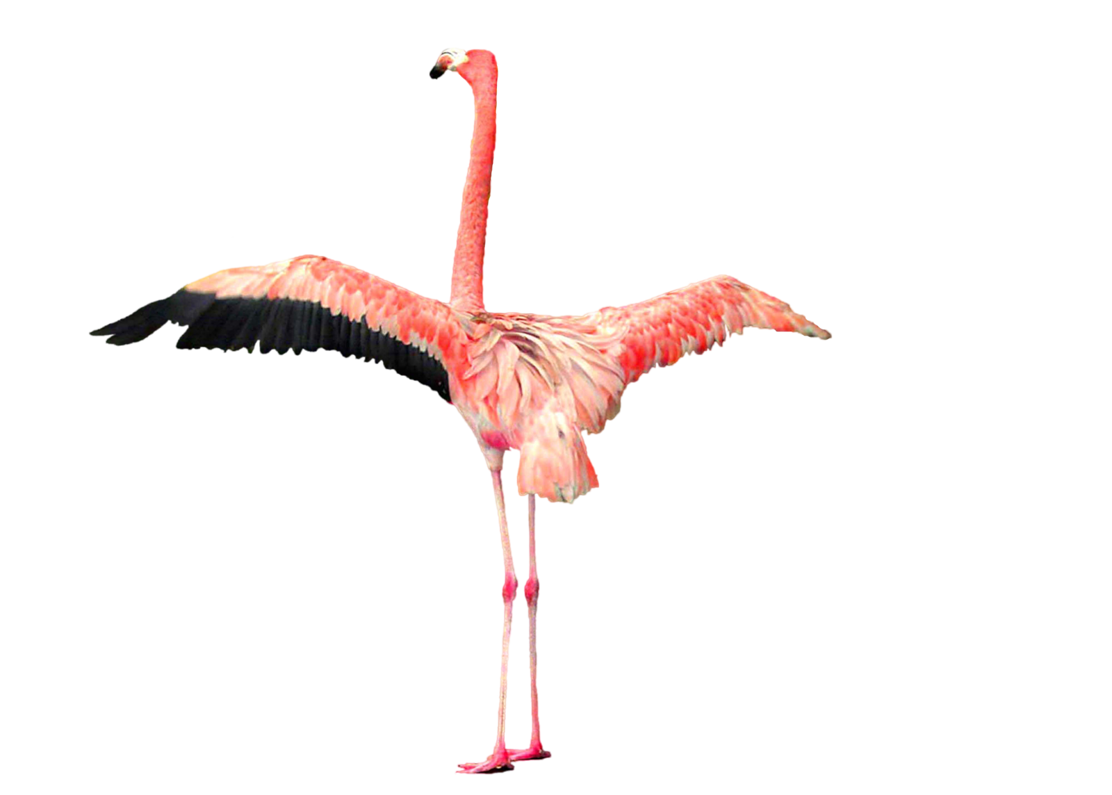 Flamingo Download Png Transparent PNG Image