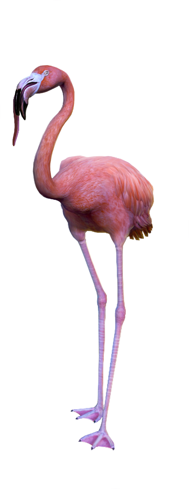 Flamingo Simulator Goat Water Payday Bird Transparent PNG Image