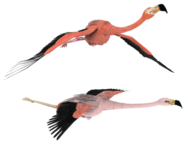 Flamingo Png Hd Transparent PNG Image