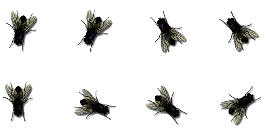 Flies Photos Transparent PNG Image