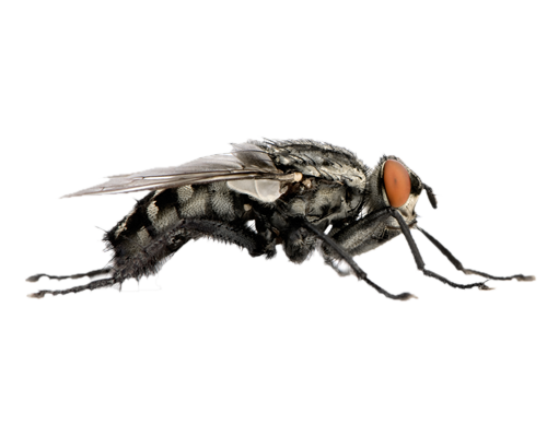 Flies File Transparent PNG Image