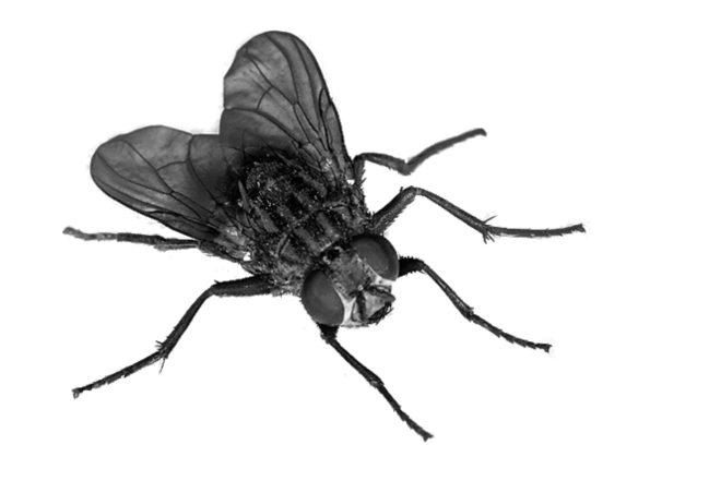 Flies Transparent Transparent PNG Image