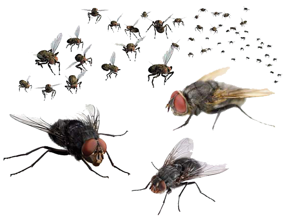 Flies Transparent Image Transparent PNG Image