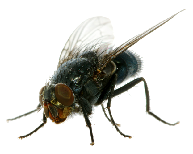 Flies Clipart Transparent PNG Image