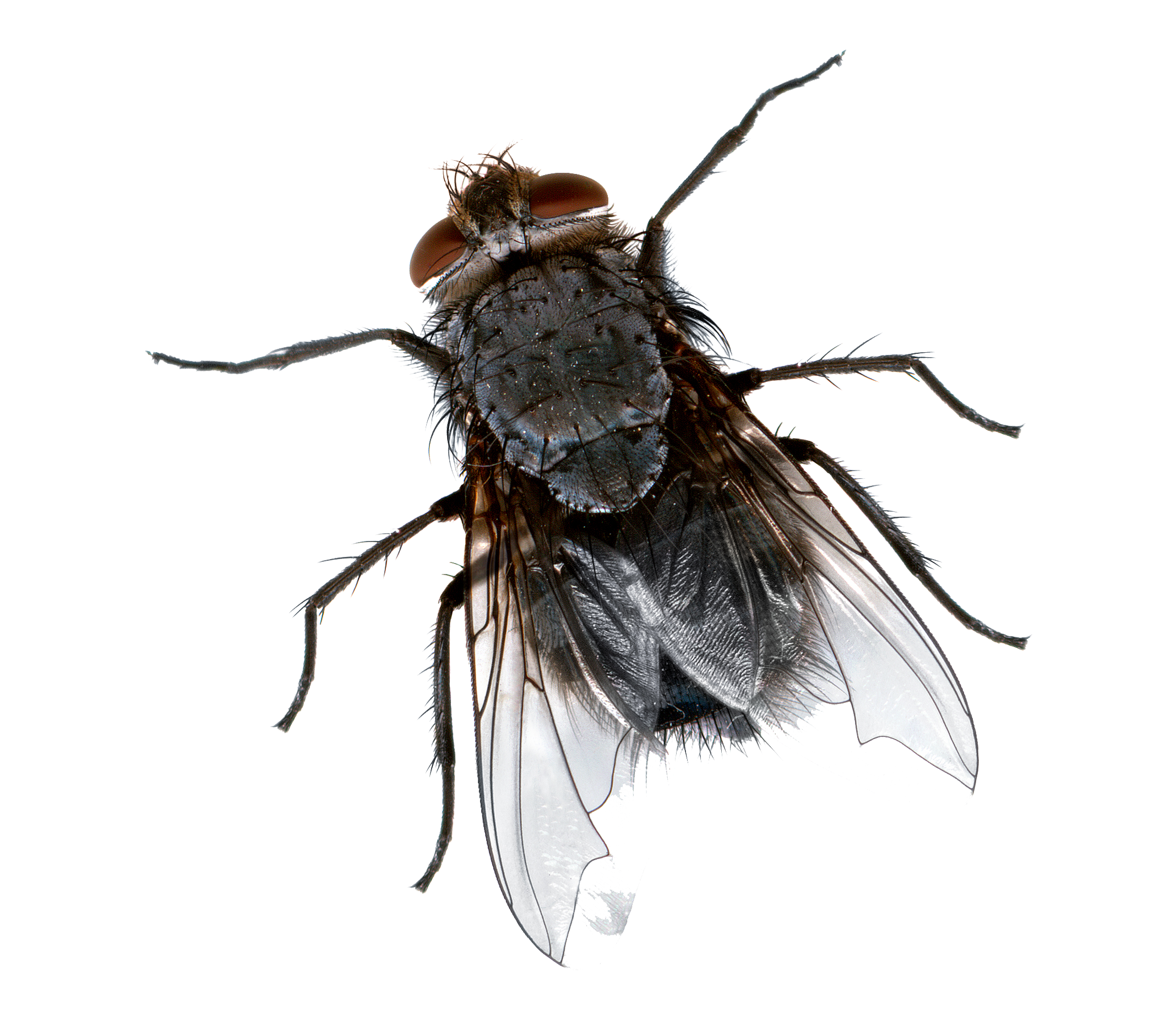 Flies Transparent Background Transparent PNG Image