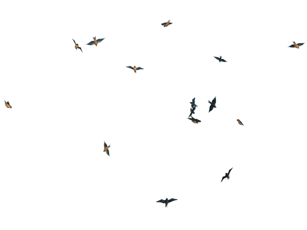 Birds Picture Transparent PNG Image