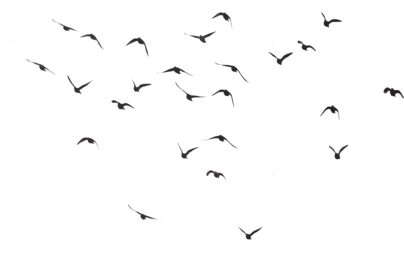 Birds Free Download Transparent PNG Image