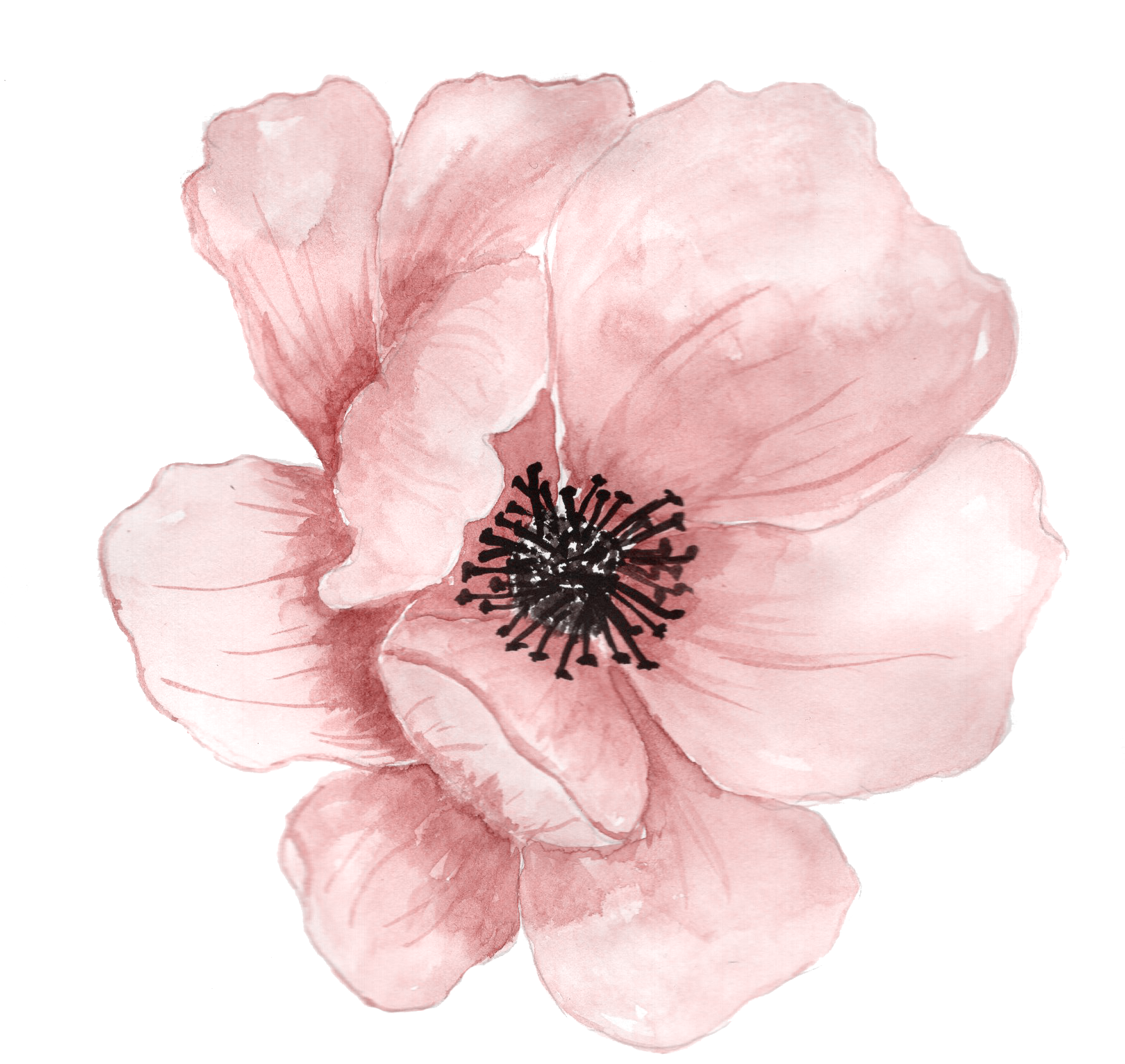 Watercolor Photos Flower Art HD Image Free Transparent PNG Image