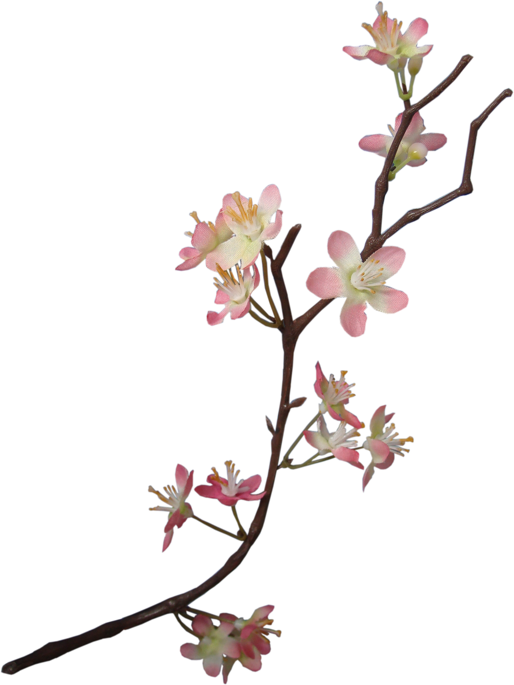 Blossom Flower Apple PNG Download Free Transparent PNG Image